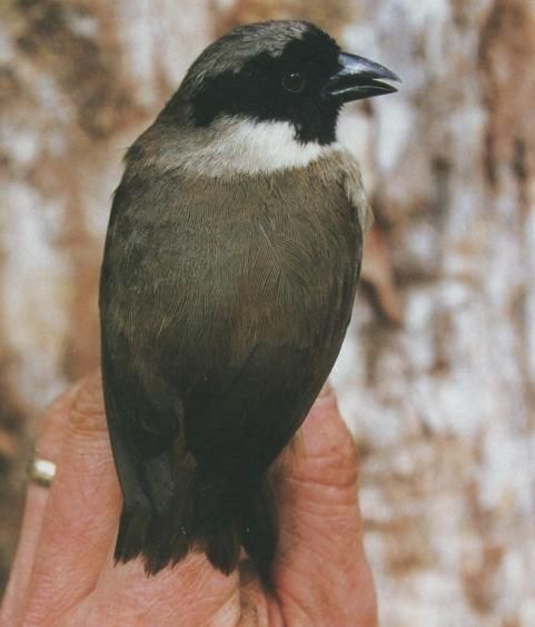 Burung Po'ouli (Melamprosops phaeosoma)