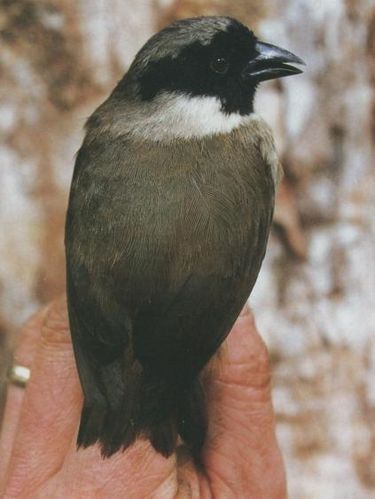 Burung Po'ouli (Melamprosops phaeosoma)