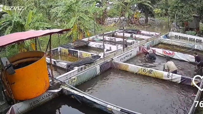 Empat pemuda maling ikan lele kayak lagi panen di kolam sendiri.