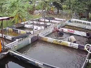 Aksi Santuy 4 Pemuda Sidoarjo Panen Lele Tetangga Desa, Endingnya..