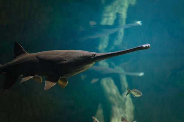ikan dayung Tiongkok (Psephurus gladius) atau Chinese paddlefish