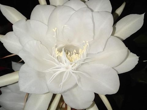 Kadupul Flower