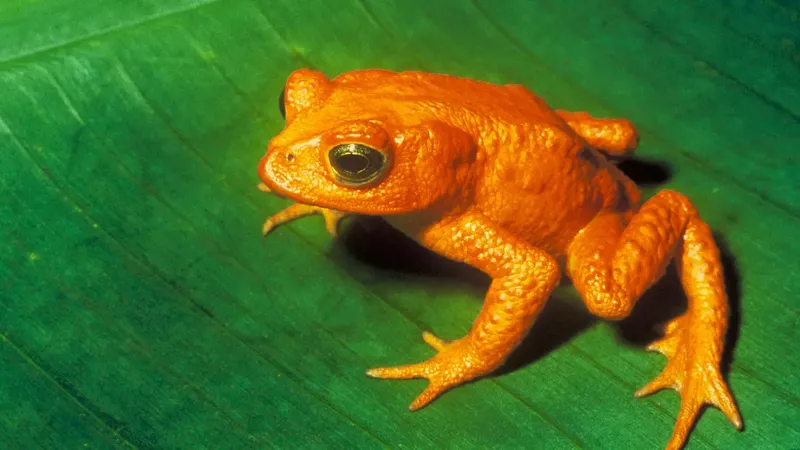 katak emas
