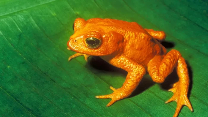 katak emas
