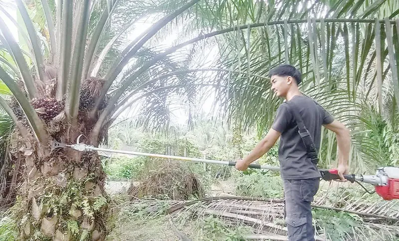 Kisah Pemuda 20 Tahun Sukses jadi Petani Kelapa Sawit Gaji Rp 25 Juta