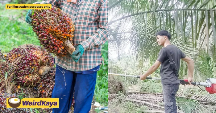 Kisah Pemuda 20 Tahun Sukses jadi Petani Kelapa Sawit Gaji Rp 25 Juta