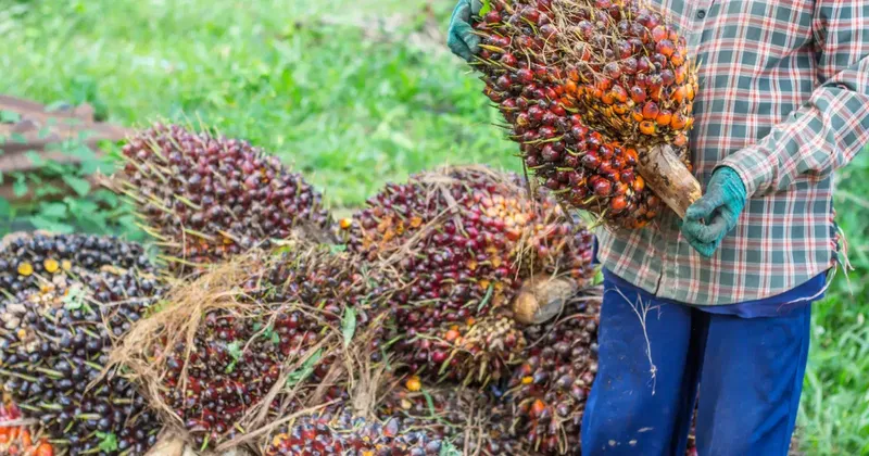 Kisah Pemuda 20 Tahun Sukses jadi Petani Kelapa Sawit Gaji Rp 25 Juta