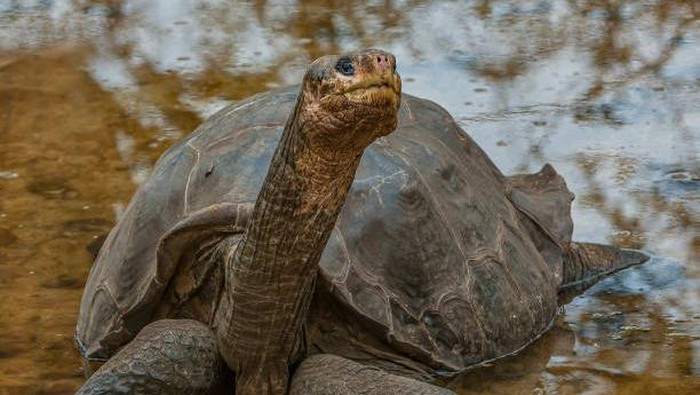Lonesome George, kura-kura Raksasa Pulau Pinta (Chelonoidis niger abingdonii) terakhir  dari spesiesnya.