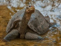 10 Hewan yang Baru-baru Ini Punah Akibat Ulah Manusia