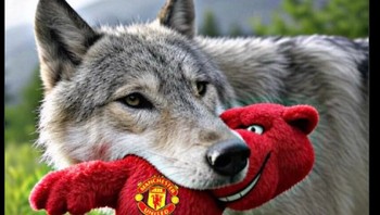 Ternyata serigala lebih ganas dari Setan Merah. Foto: (X.com).