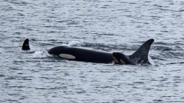 Orca si paus pembunuh