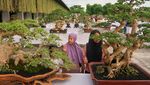 Kontes Tanaman Bonsai Sedot Perhatian Pengujung