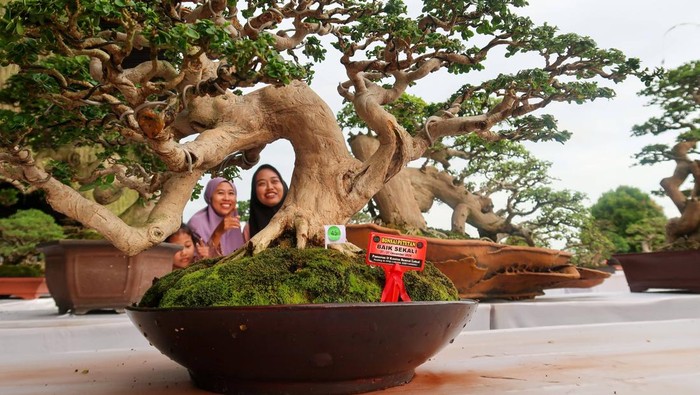 Pengunjung mengamati tanaman bonsai yang dikonteskan di Bandara Banyuwangi, Jawa Timur, Kamis (26/12/2024). Kontes yang menampilkan 600 tanaman bonsai itu merupakan salah satu media promosi untuk mengembangkan Usaha Mikro Kecil Menengah (UMKM) dibidang bonsai yang memiliki nilai ekonomi tinggi dengan memanfaatkan momen libur Natal dan Tahun Baru 2025 di Bandara Banyuwangi. ANTARA FOTO/Budi Candra Setya/Spt.