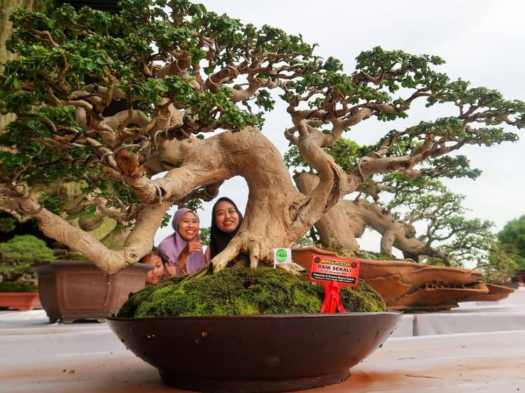 Kontes Tanaman Bonsai Sedot Perhatian Pengujung