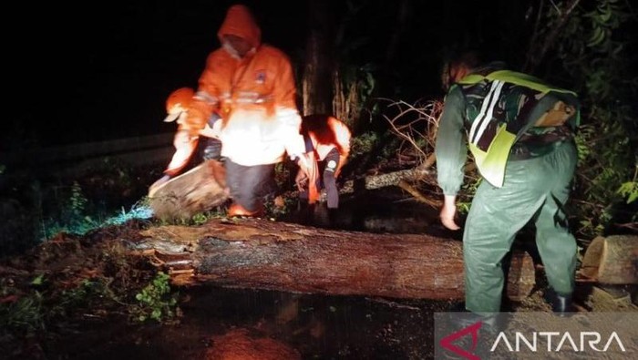 Petugas gabungan mengevakuasi pohon tumbang akibat hujan deras dan angin kencang. (ANTARA/ HO-Pemkab Pamekasan)