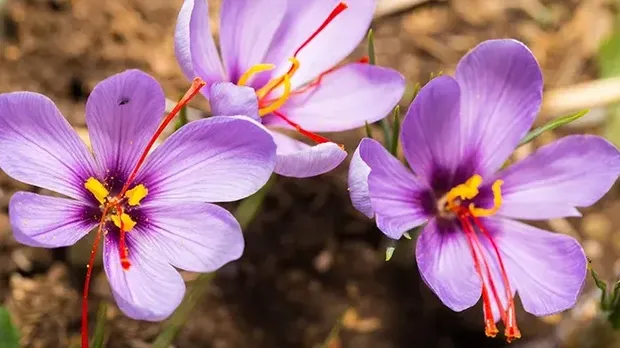 Saffron Crocus