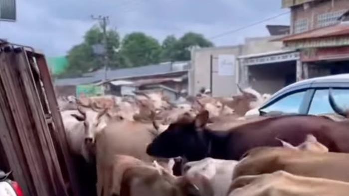 Sapi-sapi seruduk mobil dan motor di kawasan Antang, Makassar. Dokumen Istimewa
