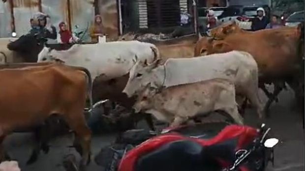 Sapi seruduk pengendara motor di Antang, Makassar. Dokumen Istimewa