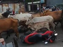 Gerombolan Sapi Seruduk Pengendara di Antang Makassar, Mobil-Motor Rusak!