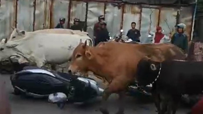 Sapi seruduk pengendara motor di Antang, Makassar. Dokumen Istimewa