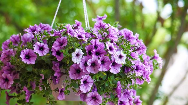 Tanaman hias gantung Petunia purple petunia flowers in the garden in Spring time. Shallow depth of field