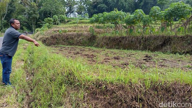 Penampakan sawah milik Mulyanto yang terima UGR Tol Jogja-Bawen terkecil di Secang, Magelang, Jumat (27/12/2024).
