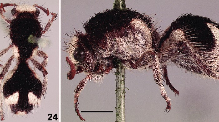 Traumatomutilla bifurca atau Semut Beludru Brazil