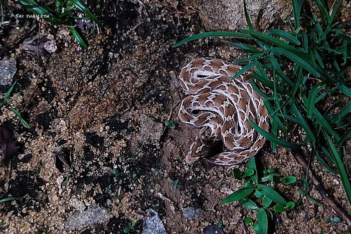 Ular Berbisa Sisik Gergaji (Echis carinatus), ular paling berbahaya di dunia karena memiliki kasus kematian terbanyak setiap tahunnya.