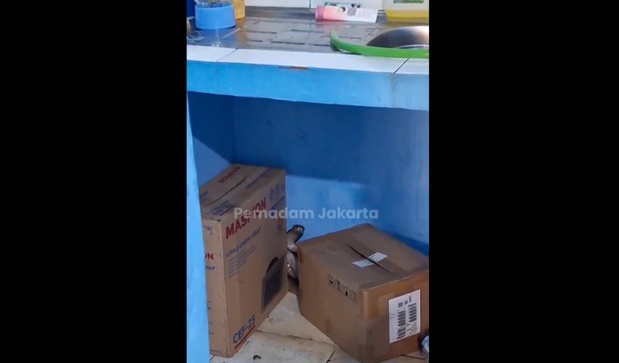 Ular kobra masuk rumah warga Kembangan Jakbar, 26 Desember 2024. (Dok akun X @humasjakfire)