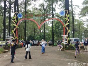Menikmati Sejuk dan Rindangnya Pohon Pinus di Malino Saat Libur Natal
