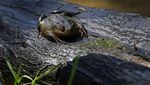 Wujud Katak Fosil yang Terancam Punah Akibat Perubahan Iklim