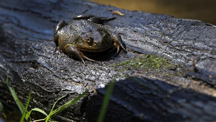 Environmental researchers extract genetic material from a Chilean frog's leg (Calyptocephalella gayi) in a wetland in the middle of a neighbourhood in the city of Quilpue, Chile, December 8, 2024. REUTERS/Rodrigo Garrido