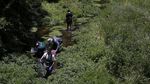 Wujud Katak Fosil yang Terancam Punah Akibat Perubahan Iklim