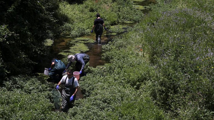 Wujud Katak Fosil yang Terancam Punah Akibat Perubahan Iklim Environmental researchers extract genetic material from a Chilean frog's leg (Calyptocephalella gayi) in a wetland in the middle of a neighbourhood in the city of Quilpue, Chile, December 8, 2024. REUTERS/Rodrigo Garrido