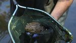 Wujud Katak Fosil yang Terancam Punah Akibat Perubahan Iklim