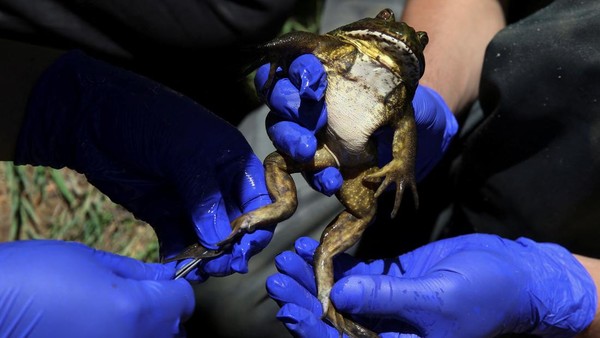 Wujud Katak Fosil yang Terancam Punah Akibat Perubahan Iklim