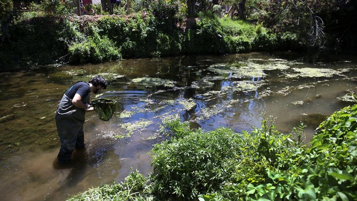 Environmental researchers extract genetic material from a Chilean frog's leg (Calyptocephalella gayi) in a wetland in the middle of a neighbourhood in the city of Quilpue, Chile, December 8, 2024. REUTERS/Rodrigo Garrido