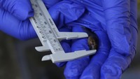 Katak, yang hidup dari wilayah utara Coquimbo hingga Pulau Chiloé bagian selatan, dapat memiliki berat hingga 1 kilogram (2,20 pon), menjadikannya yang terbesar di Amerika Latin.  