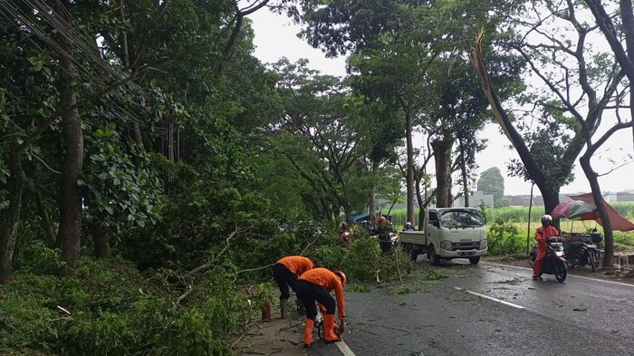 Batang pohon trembesi tumbang timpa 2 mobil di Malang.