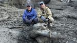 Bayi Mammoth Berusia 50.000 Tahun Ditemukan Hampir Utuh di Siberia