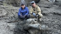 Para peneliti di Siberia sedang melakukan pengujian pada mammoth muda yang sisa-sisanya yang terawetkan dengan sangat baik ditemukan di lapisan tanah beku yang mencair setelah lebih dari 50.000 tahun. REUTERS/Courtesy Gavril Novgorodov