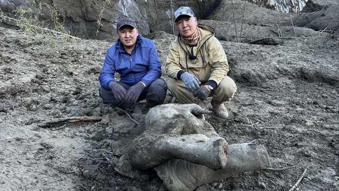 Bayi Mammoth Berusia 50.000 Tahun Ditemukan Hampir Utuh di Lapisan Es FILE PHOTO: Researchers Gavril Novgorodov and Erel Struchkov pose for a picture next to the carcass of a baby mammoth, which is estimated to be over 50,000 years and was found in the Siberian permafrost in the Batagaika crater in the Verkhoyansky district of the Sakha Republic, also known as Yakutia, Russia, June 13, 2024. Courtesy Gavril Novgorodov via REUTERS NO RESALES. NO ARCHIVES. MANDATORY CREDIT./File Photo