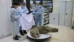 Bayi Mammoth Berusia 50.000 Tahun Ditemukan Hampir Utuh di Siberia