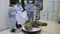 Cherpasov mengatakan mammoth itu mungkin berusia sedikit lebih dari satu tahun ketika mati, tetapi pengujian akan memungkinkan para ilmuwan untuk memastikan hal ini dengan lebih akurat. REUTERS/Roman Kutukov