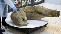 Fakta bahwa kepala dan belalainya masih hidup merupakan hal yang sangat tidak biasa. Biasanya, bagian yang mencair terlebih dahulu, terutama batangnya, sering dimakan oleh predator atau burung modern. Di sini, misalnya, meskipun tungkai depan telah dimakan, kepalanya masih terawetkan dengan sangat baik. REUTERS/Roman Kutukov
