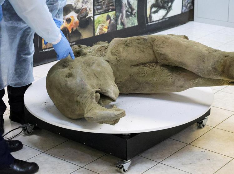 Bayi Mammoth Berusia 50.000 Tahun Ditemukan Hampir Utuh di Siberia