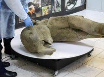 Bayi Mammoth Berusia 50.000 Tahun Ditemukan Hampir Utuh di Siberia