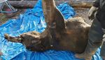 Bayi Mammoth Berusia 50.000 Tahun Ditemukan Hampir Utuh di Siberia