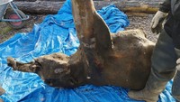 Makhluk itu, yang menyerupai gajah kecil dengan belalai, ditemukan dari kawah Batagaika, sebuah cekungan besar dengan kedalaman lebih dari 80 meter (260 kaki) yang melebar akibat perubahan iklim. Bangkai itu, yang beratnya lebih dari 110 kg (240 pon), dibawa ke permukaan dengan tandu darurat, kata Maxim Cherpasov, kepala Laboratorium Museum Mammoth Lazarev di kota Yakutsk. REUTERS/Nikolai Gogolev
