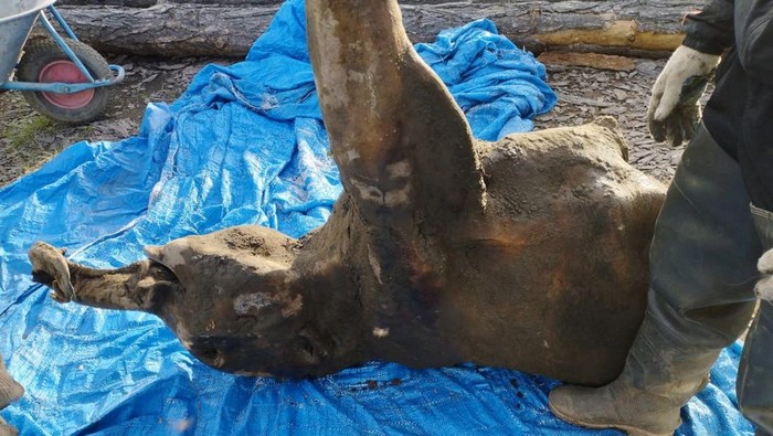 Bayi Mammoth Berusia 50.000 Tahun Ditemukan Hampir Utuh di Lapisan Es FILE PHOTO: A view shows the carcass of a baby mammoth, which is estimated to be over 50,000 years old, after it was found by researchers in the Siberian permafrost in the Batagaika crater in the Verkhoyansky district of the Sakha Republic, also known as Yakutia, Russia, June 13, 2024. REUTERS/Nikolai Gogolev NO RESALES. NO ARCHIVES. MANDATORY CREDIT./File Photo